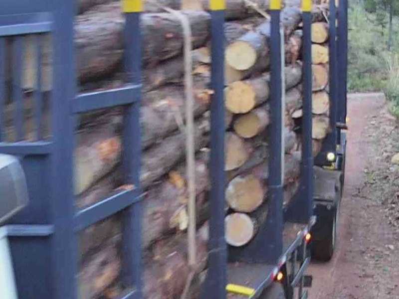 Carga de toras de pinus presa na carroceria do caminhão